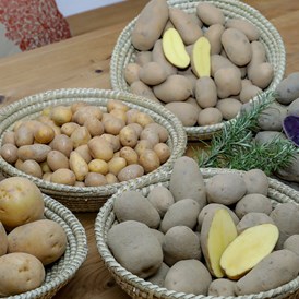 Unternehmen: Artenreiche Kartoffelvielfalt vom Kartoffelbauernhof Mischkulnig - schieflinger.kistale