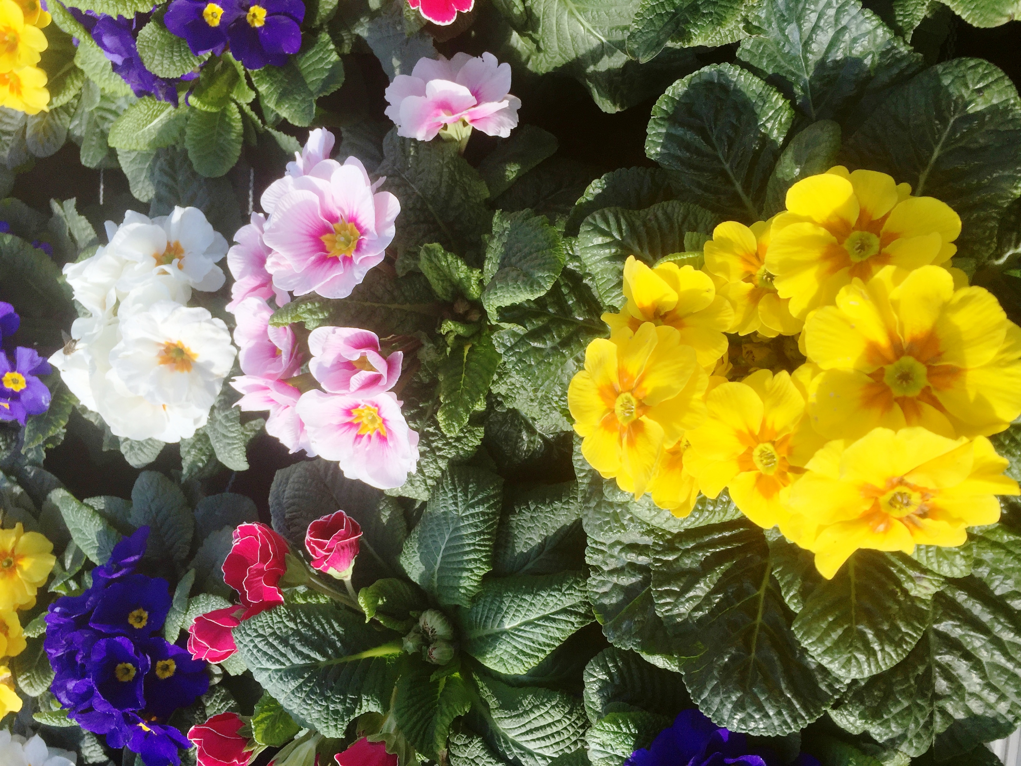 Händler - PLZ 4820 (Österreich) - Gärtnerei EDER