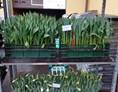 Unternehmen: Tulpen und Narzissen in allen Formen und Farben (Selbstgezogen) - Gärtnerei Harasek 