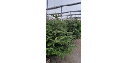 Händler - überwiegend regionale Produkte - Traunviertel - Großer Christbaumwald ab sofort geöffnet! - bellaflora Gartencenter GmbH