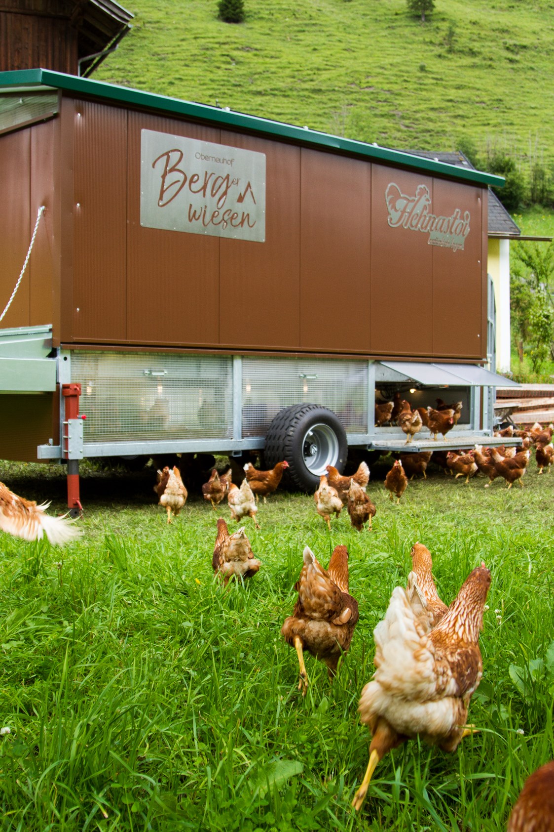 Unternehmen: Der mobile Hühnerstall mit 180 Legehennen - BERGerWIESEN