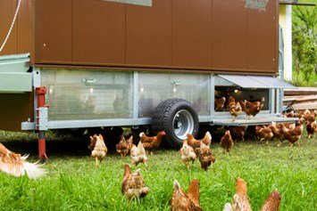 Unternehmen: Der mobile Hühnerstall mit 180 Legehennen - BERGerWIESEN