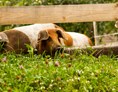 Unternehmen: Die Weideschweine auf der Weide hinterm Hof - BERGerWIESEN