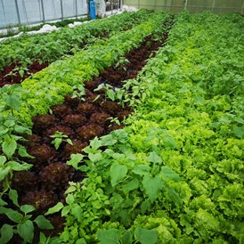 Unternehmen: Biogarten Bio Gemüse, Kräuter und Jungpflanzen - ErdenGold KG