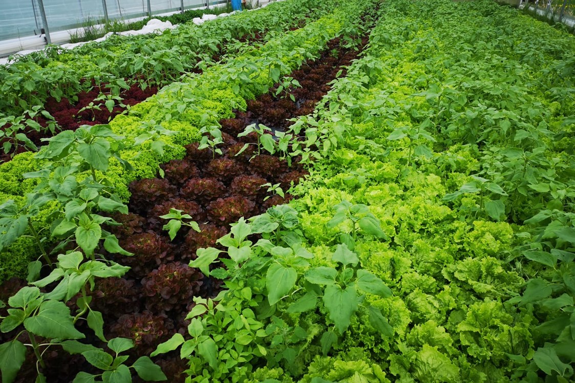 Unternehmen: Biogarten Bio Gemüse, Kräuter und Jungpflanzen - ErdenGold KG
