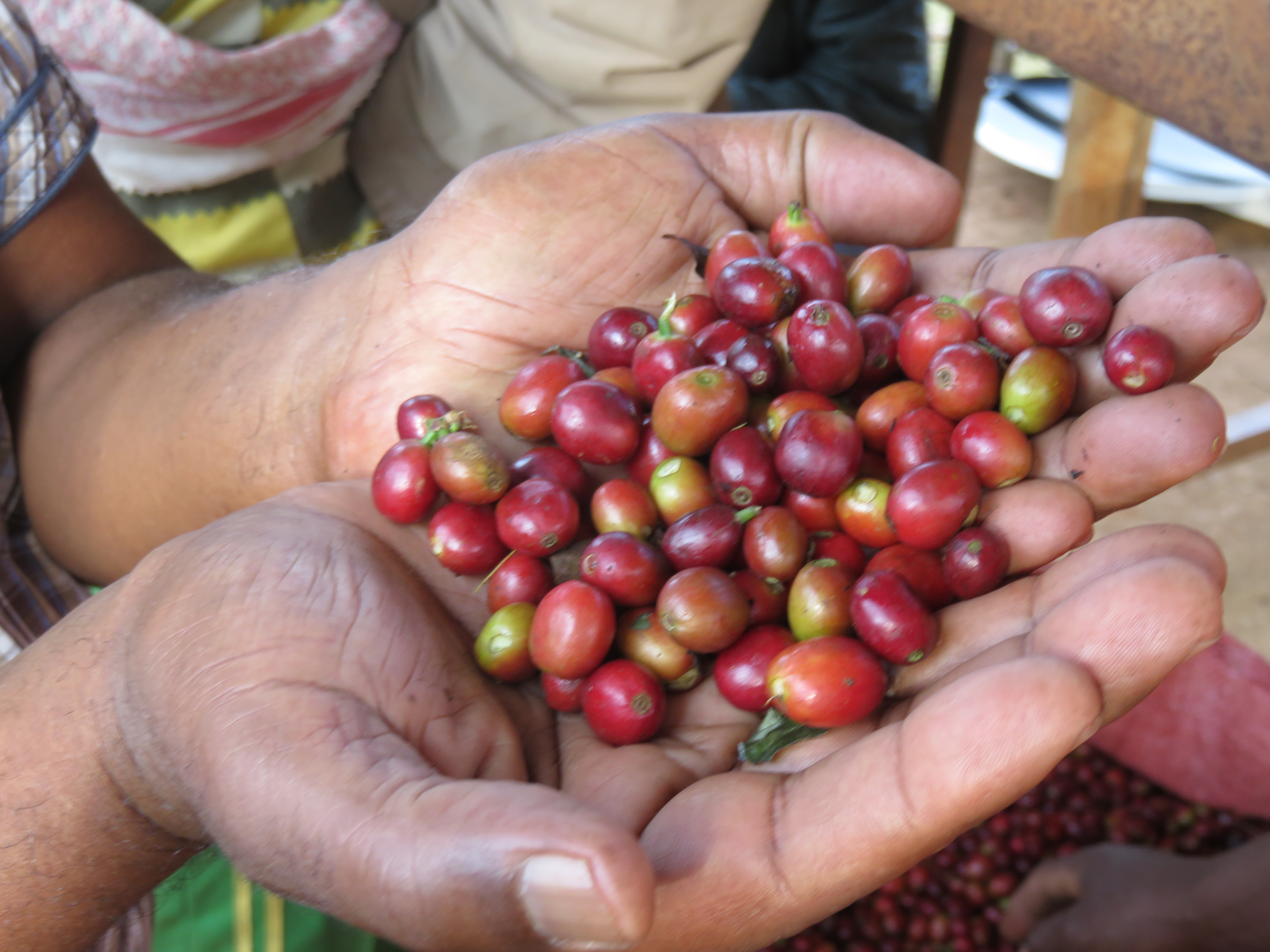 Händler - Traunviertel - MY BEAN Kaffeemanufaktur