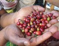Direktvermarkter: MY BEAN Kaffeemanufaktur