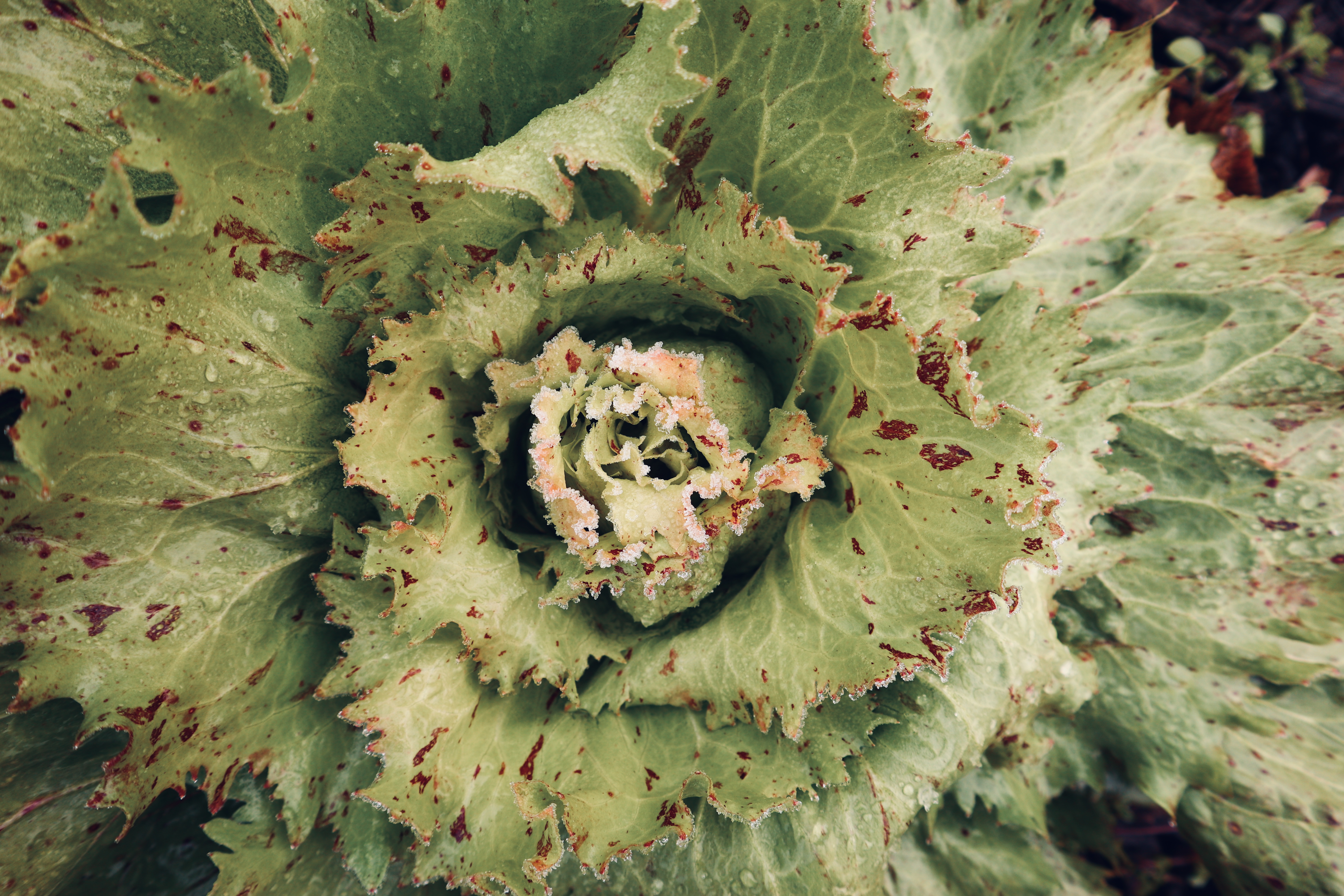Händler - Neumarkt am Wallersee - Castelfranco - Lielonhof
