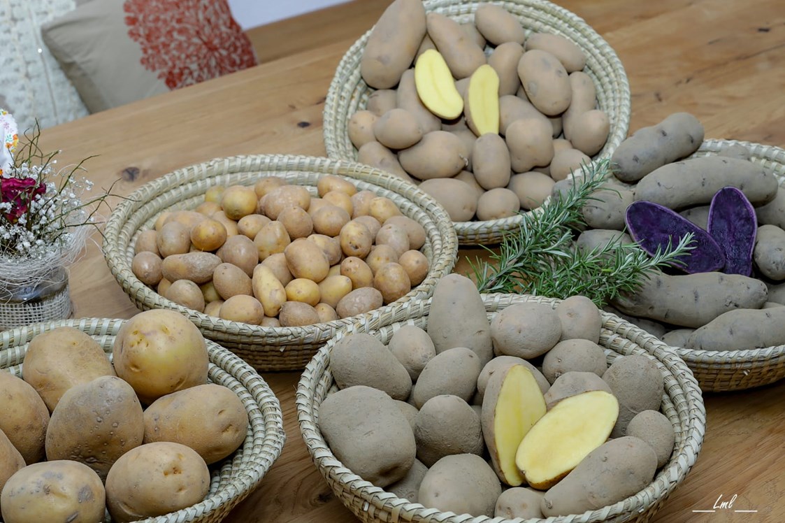 Direktvermarkter: Artenreiche Kartoffelvielfalt vom Kartoffelbauernhof Mischkulnig - schieflinger.kistale