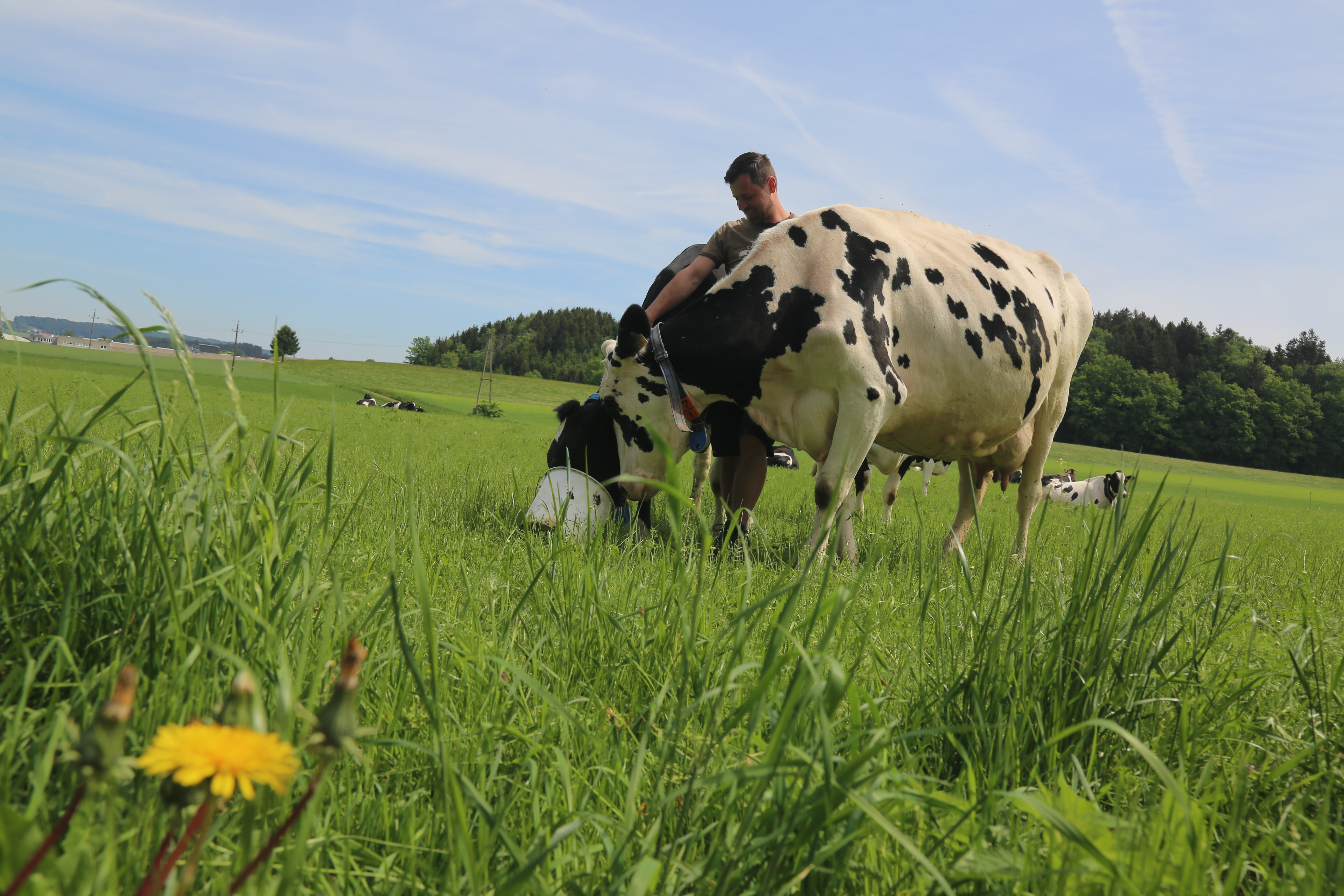 Direktvermarkter: Bio Hofkäserei Sams Hofbauer
