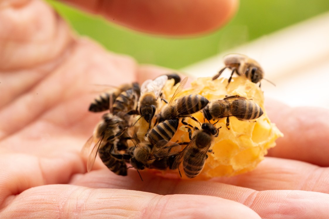 Direktvermarkter: Bio-Imkerei BienenFink