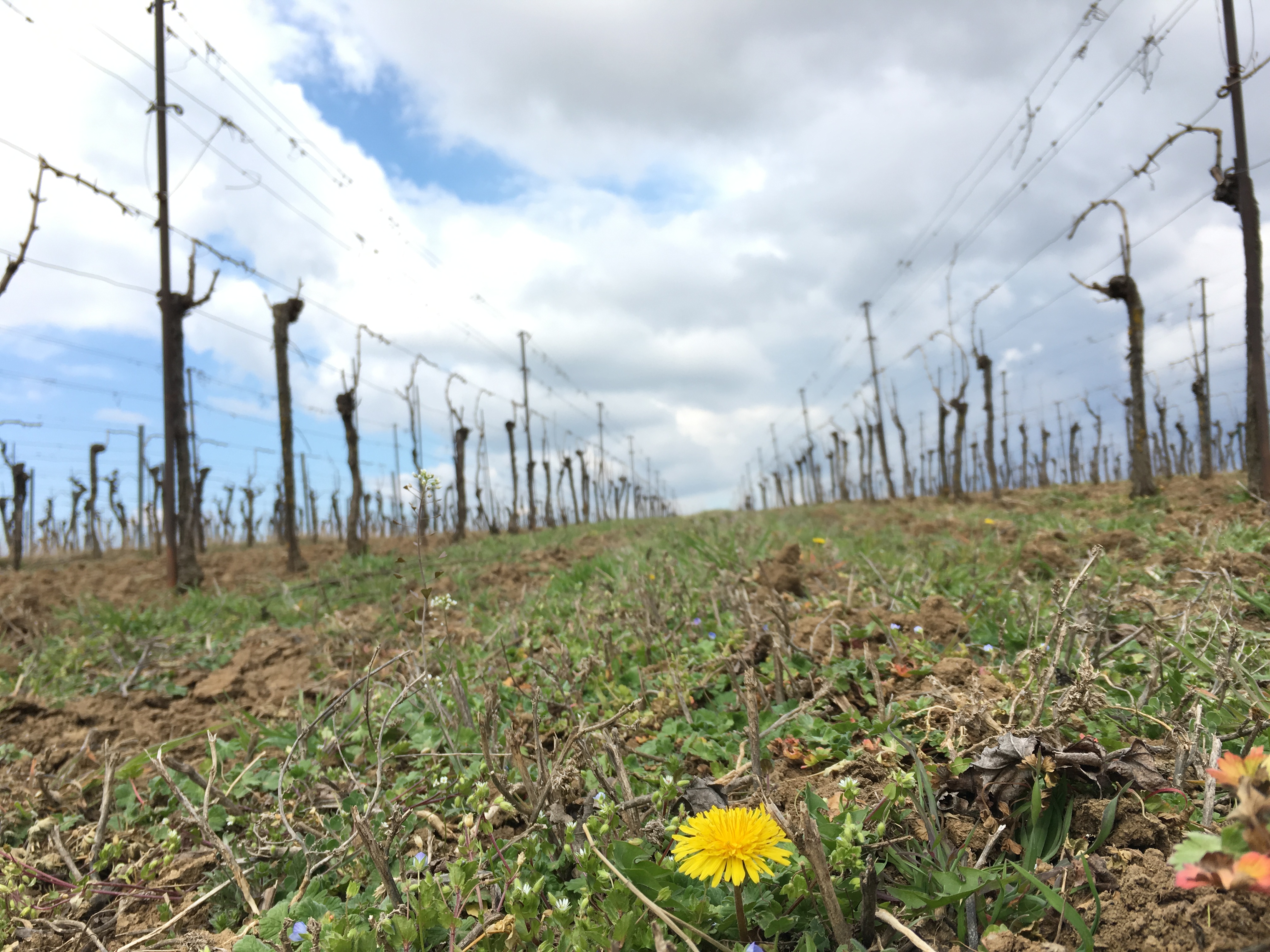 Händler - Wilfersdorf (Wilfersdorf) - Bio Weinbau A.I.AMON