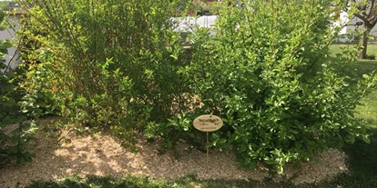 Händler - Niederösterreich - NaturMulch ist das perfekte Mulchmaterial unter Bäumen und Sträuchern.  - NaturMulch Endl