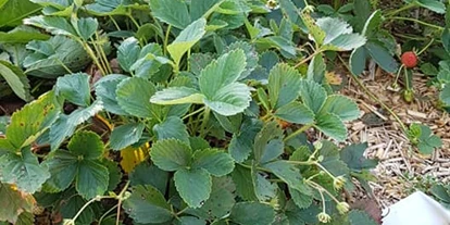 Händler - Niederösterreich - Bei Erdbeeren hat unser NaturMulch einen weiteren Vorteil, die Früchte liegen nicht in der Erde und zusätzlich verringert unser Mulchmaterial den Schneckenfraß.  - NaturMulch Endl