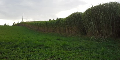 Händler - Niederösterreich - Das ist eines unserer Miscanthusfelder. Die Pflanzen werden bis zu 4 Meter hoch und im Frühjahr, nachdem sie über den Winter getrocknet sind, geerntet. - NaturMulch Endl