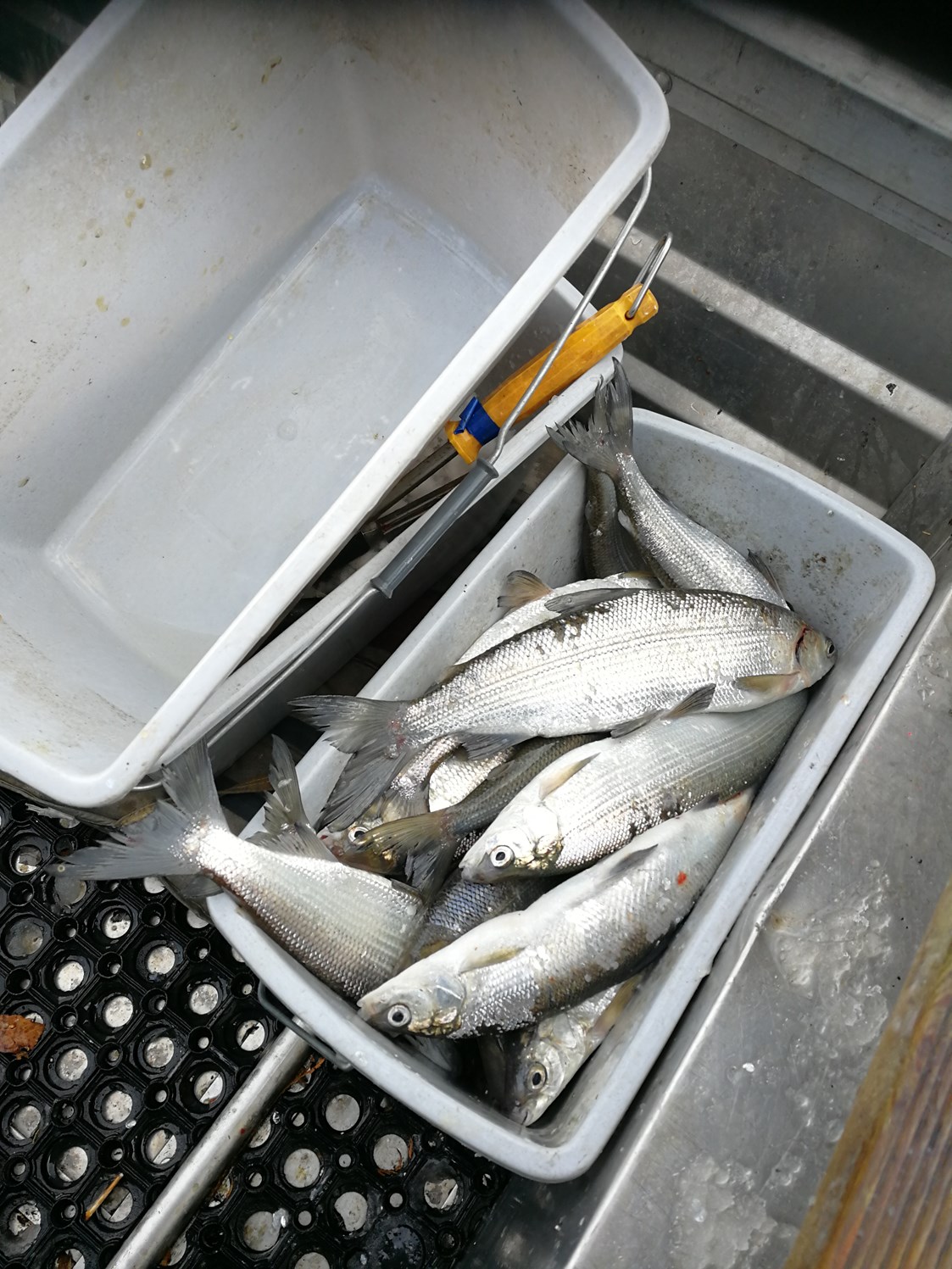 Direktvermarkter: Fangfrische Reinanken aus dem Millstätter See
 - Ferienwohnungen Fischerhaus 