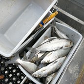 Unternehmen - Fangfrische Reinanken aus dem Millstätter See
 - Ferienwohnungen Fischerhaus 