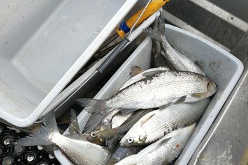 Direktvermarkter: Fangfrische Reinanken aus dem Millstätter See
 - Ferienwohnungen Fischerhaus 