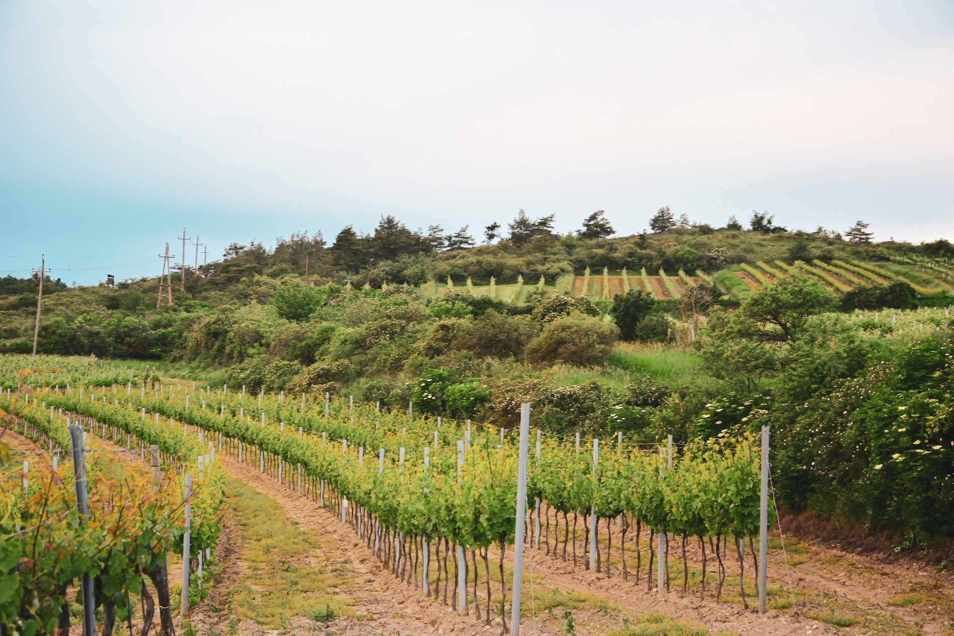 Händler - Niederösterreich - Weingut Englmaier