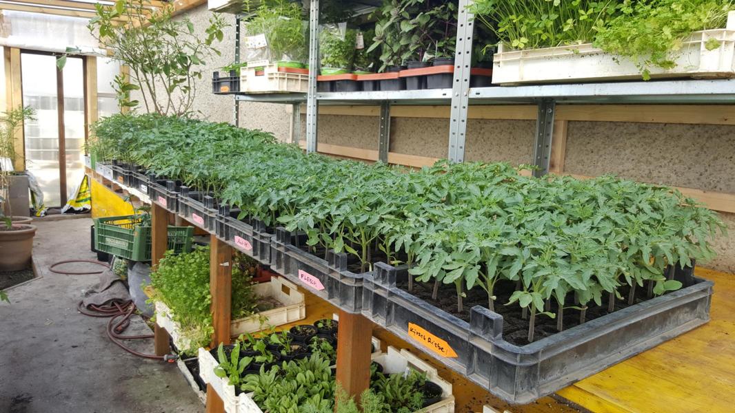 Händler - Bezirk Neusiedl am See - viele verschiedene Tomatenpflanzen - Landwirtschaft Forestbase