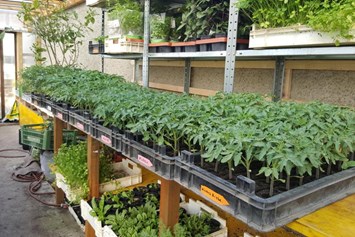 Direktvermarkter: viele verschiedene Tomatenpflanzen - Landwirtschaft Forestbase
