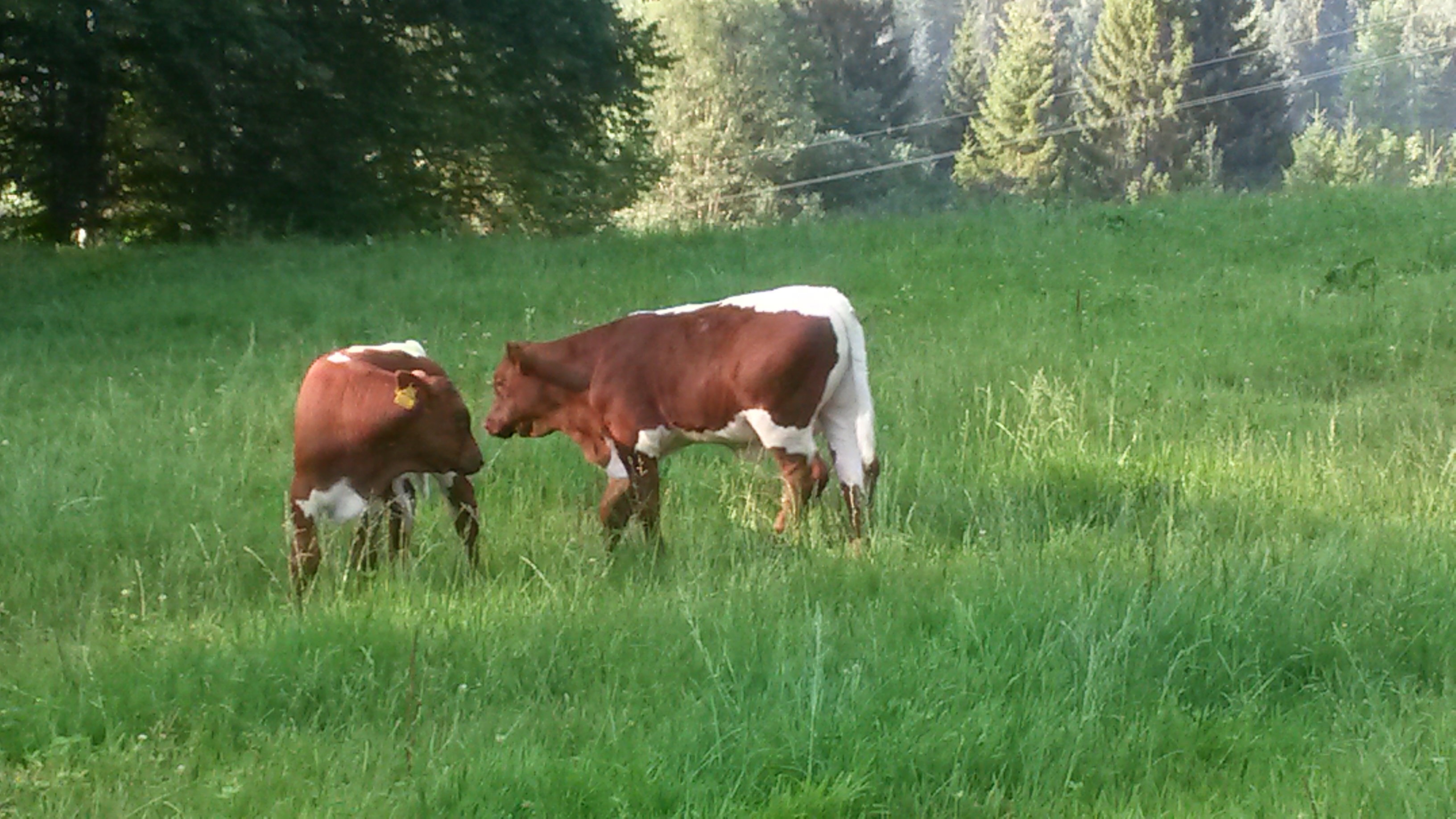 Händler - Bad Ischl - Biohof Waldhauser