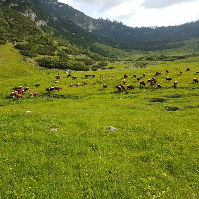 Händler - Bad Ischl - Biohof Waldhauser
