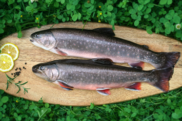 Direktvermarkter: Declevas Alpenfisch Mariazell
