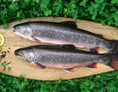 Direktvermarkter: Declevas Alpenfisch Mariazell