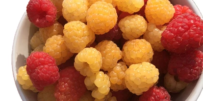 Händler - Niederösterreich - Himbeeren aus dem Garten kommen in eine Charge mit geringer Stückzahl - fairwertvollt, Katrin Künz