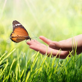 Betrieb: Schmetterling sitzt auf einer Hand - Clemens Pistauer Energetiker
