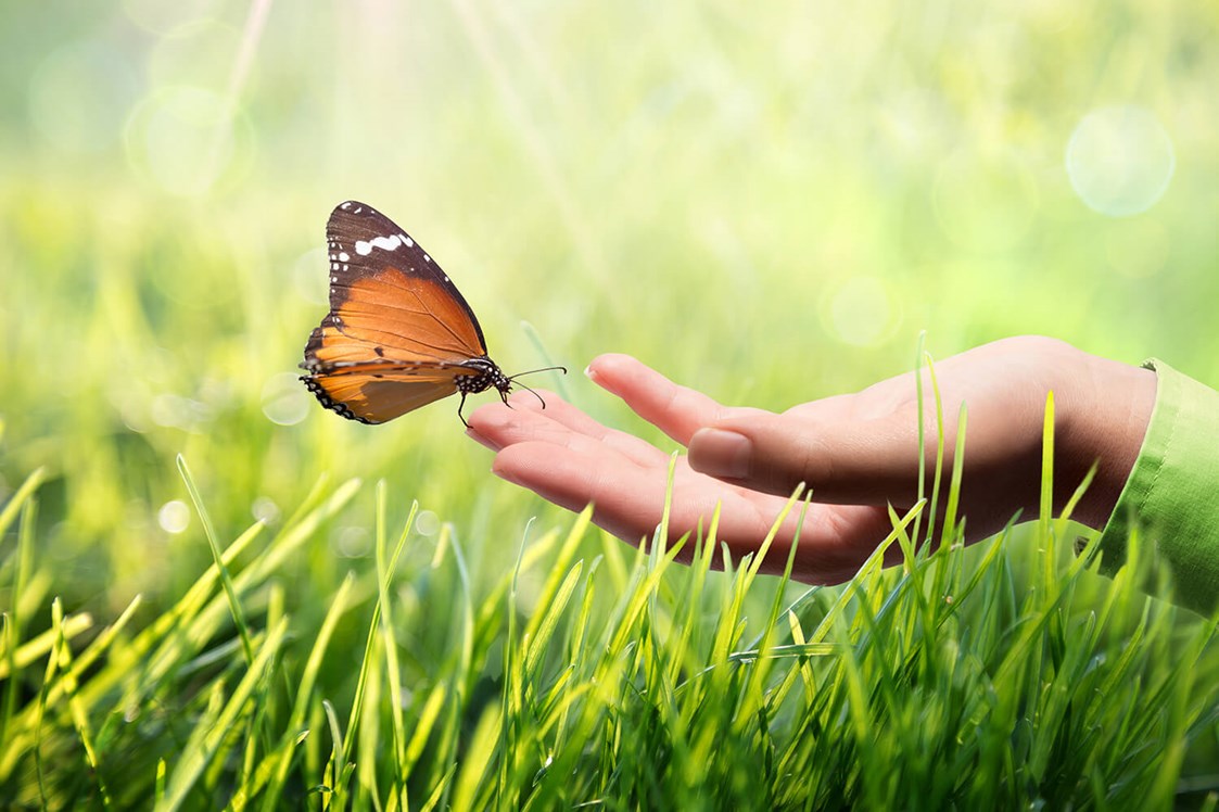 Betrieb: Schmetterling sitzt auf einer Hand - Clemens Pistauer Energetiker