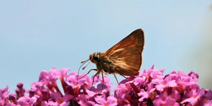 Händler - Zahlungsmöglichkeiten: Bar - Niederösterreich - Energiearbeit Daniela Ebner