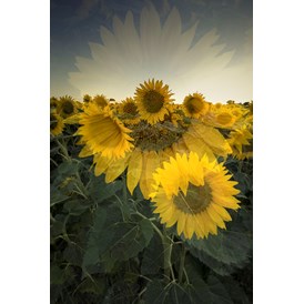Unternehmen: Flowersun - Regina Cserna Photography - Kunstfotografie - Fineartprints