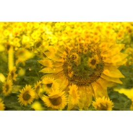 Unternehmen: Sunflowerimpressionism - Regina Cserna Photography - Kunstfotografie - Fineartprints