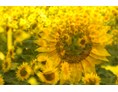 Unternehmen: Sunflowerimpressionism - Regina Cserna Photography - Kunstfotografie - Fineartprints