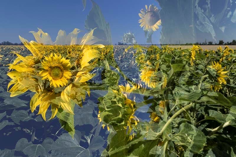Unternehmen: Sunflowerscape - Regina Cserna Photography - Kunstfotografie - Fineartprints