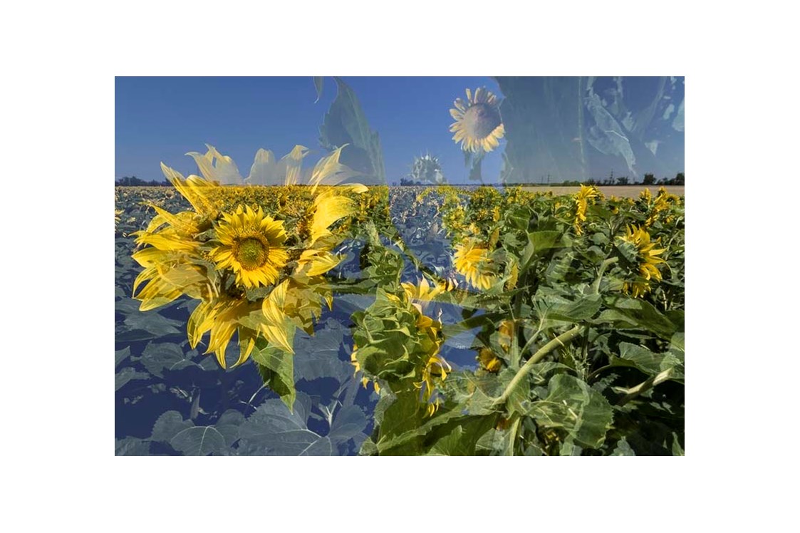 Unternehmen: Sunflowerscape - Regina Cserna Photography - Kunstfotografie - Fineartprints