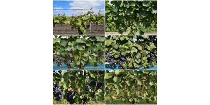 Händler - Burgenland - Vegetation Zweigelt 2019, vollständig auf unsere Homepage zu sehen. - Wein Haider