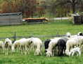 Unternehmen: die Woll-Lieferanten - Huber Strick/Walkwaren    Wollwarenerzeugung