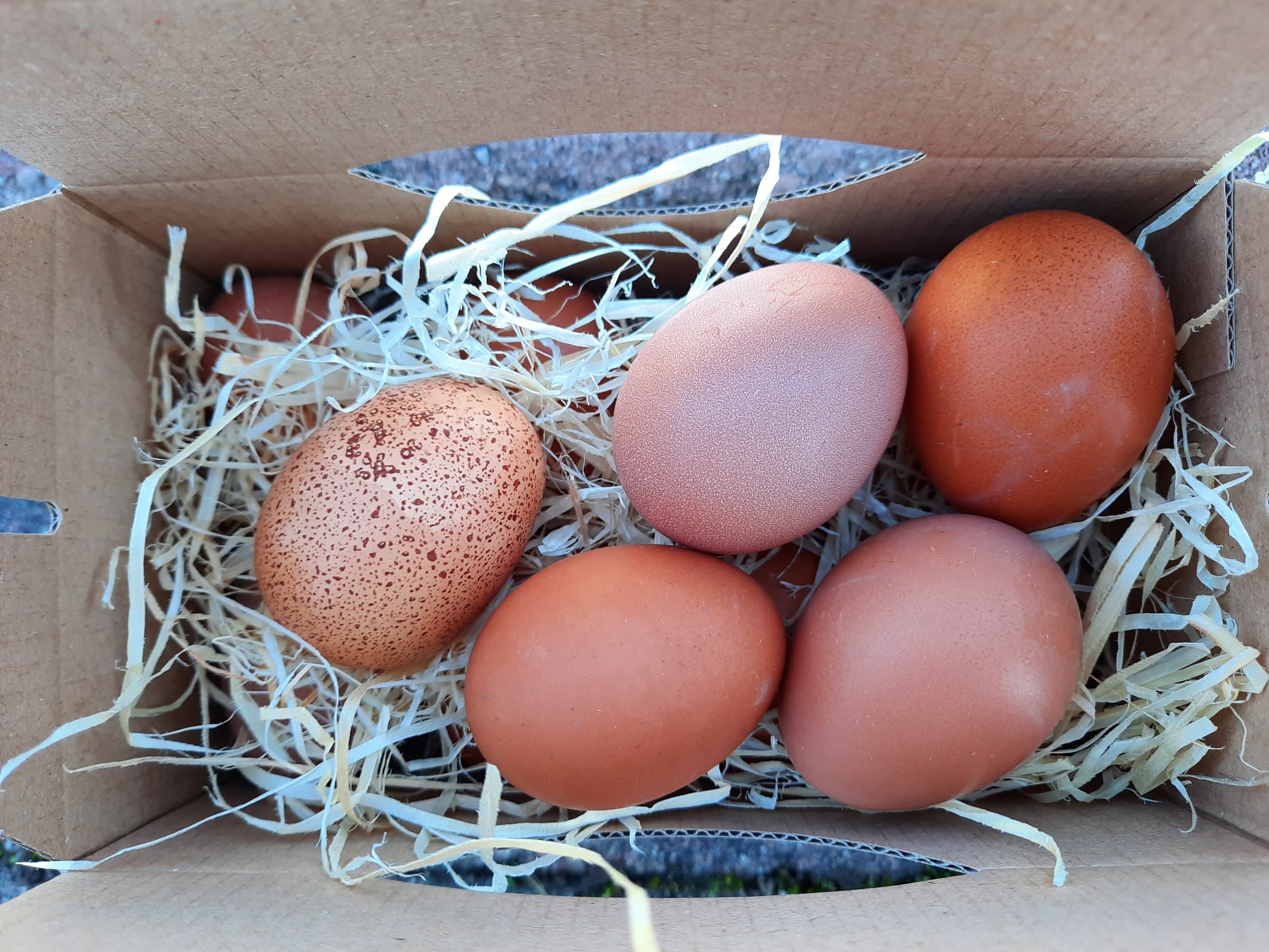 Händler - Art des Betriebes: landwirtschaftlicher Betrieb - Schneidergütl