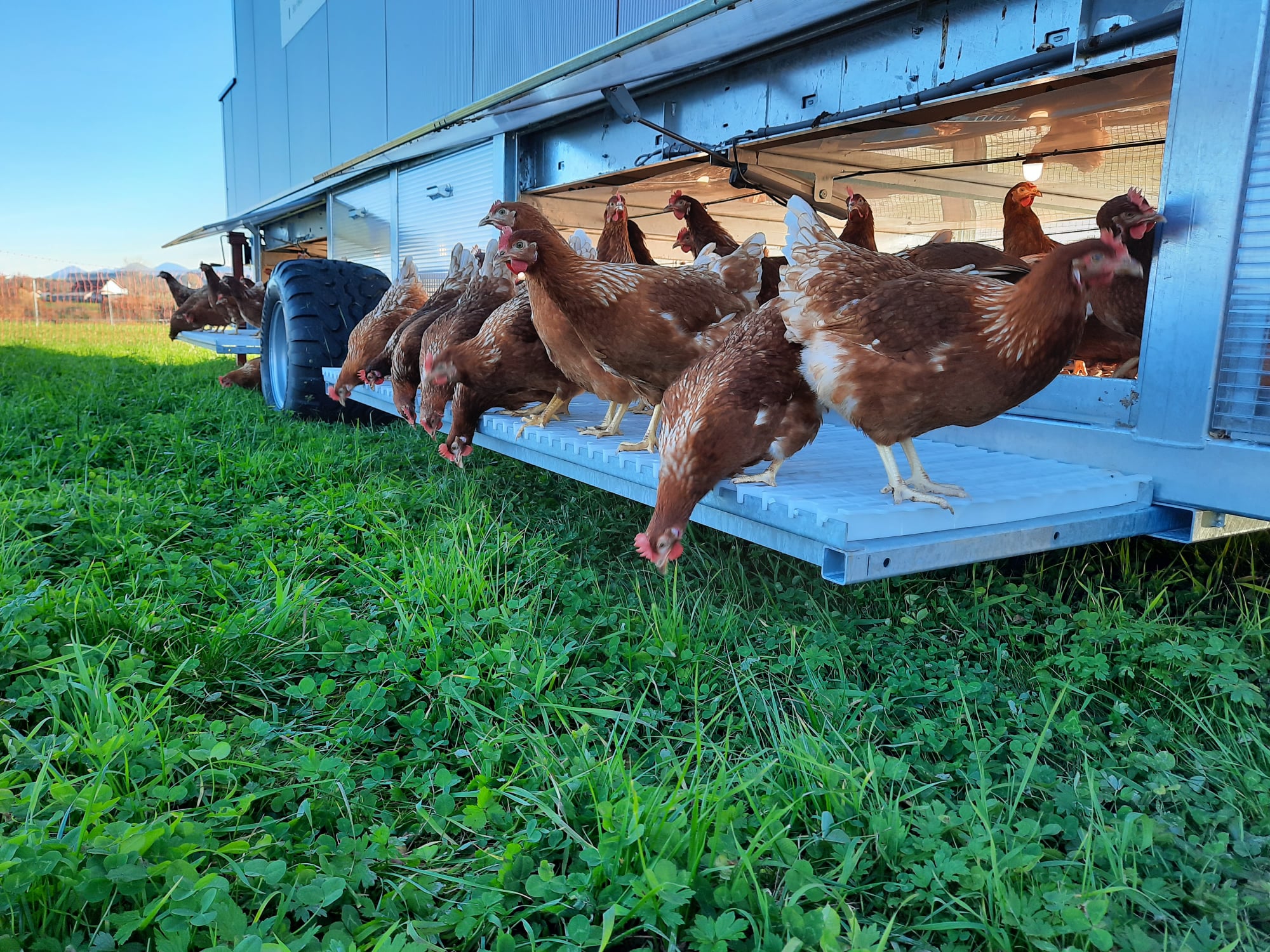 Händler - Art des Betriebes: landwirtschaftlicher Betrieb - Schneidergütl