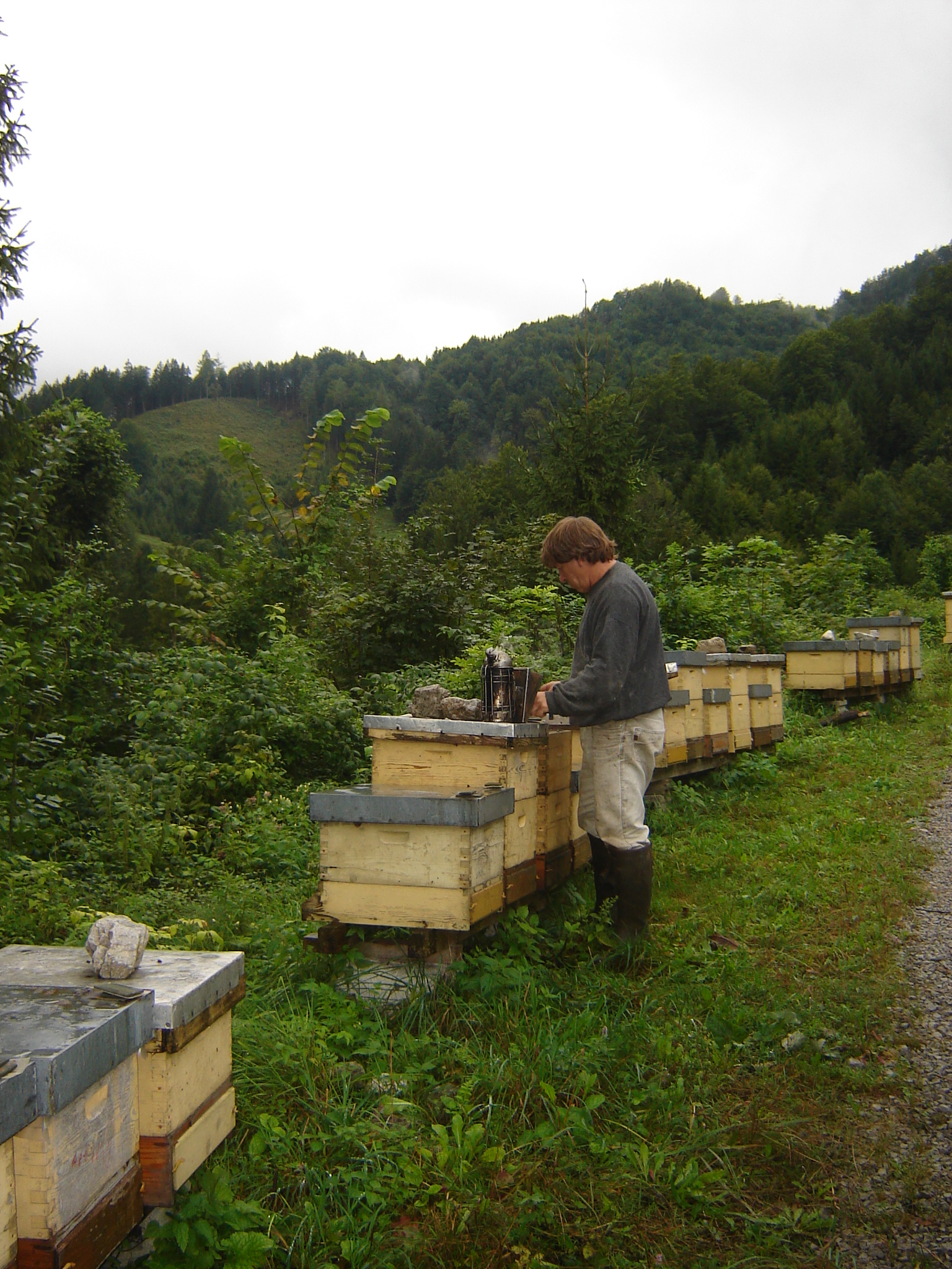 Händler - Oberösterreich - Am Bienenstand Welchau Breitenau - Bio Imkerei Russmann wir Imkern in der Nationalpark Kalkalpen Region . 