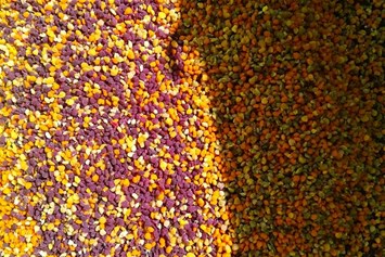 Direktvermarkter: Pollen Farbenspiel - Bio Imkerei Russmann wir Imkern in der Nationalpark Kalkalpen Region . 