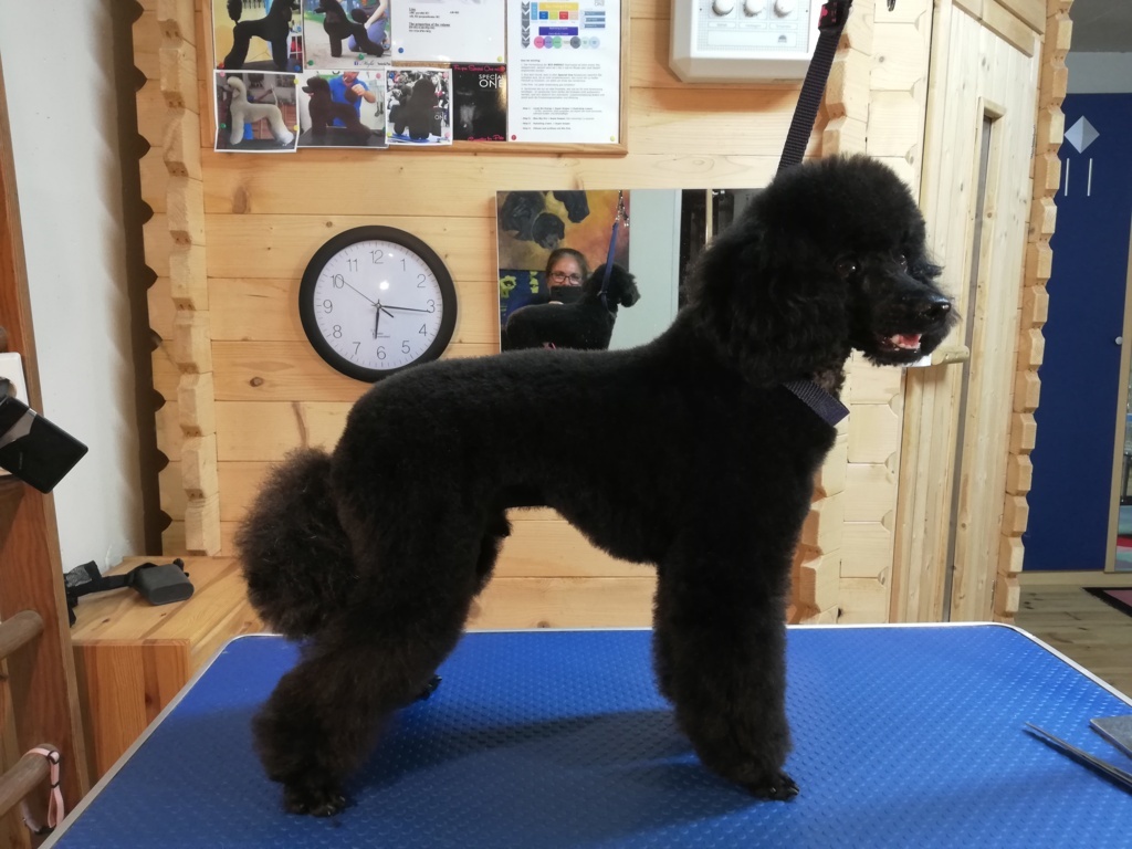 Händler - Palting - Zwergpudel nach dem Waschen, Fönen und Schneiden - Hundesalon Sbg. Nord
