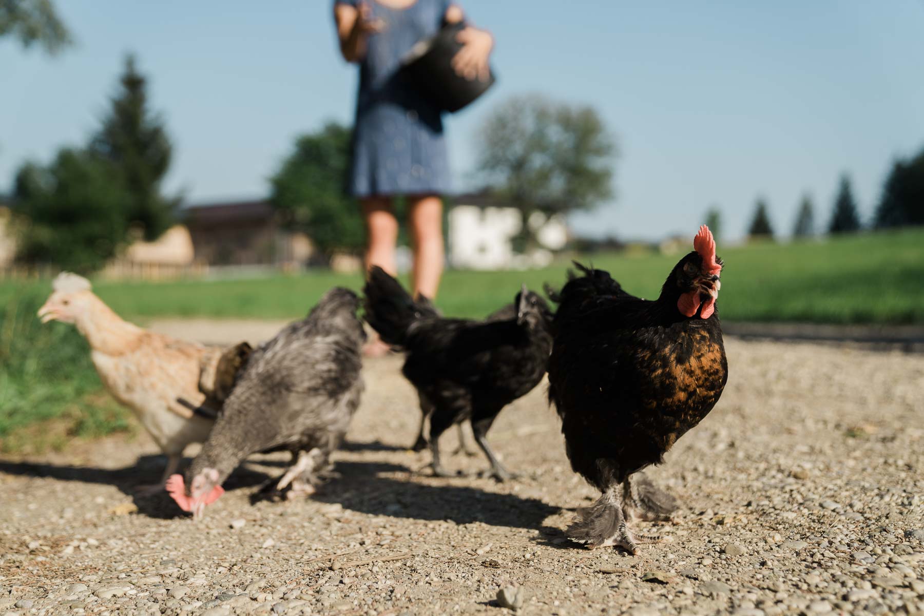 Händler - Bezirk Rohrbach - Mühlholz. Handwerk Huhn und Hingabe.