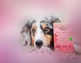 Direktvermarkter: Superfood, Gemüse und Obst für Hunde in Pulver Fertigmischungen - MYOKEE - Die Bio Hundeküche