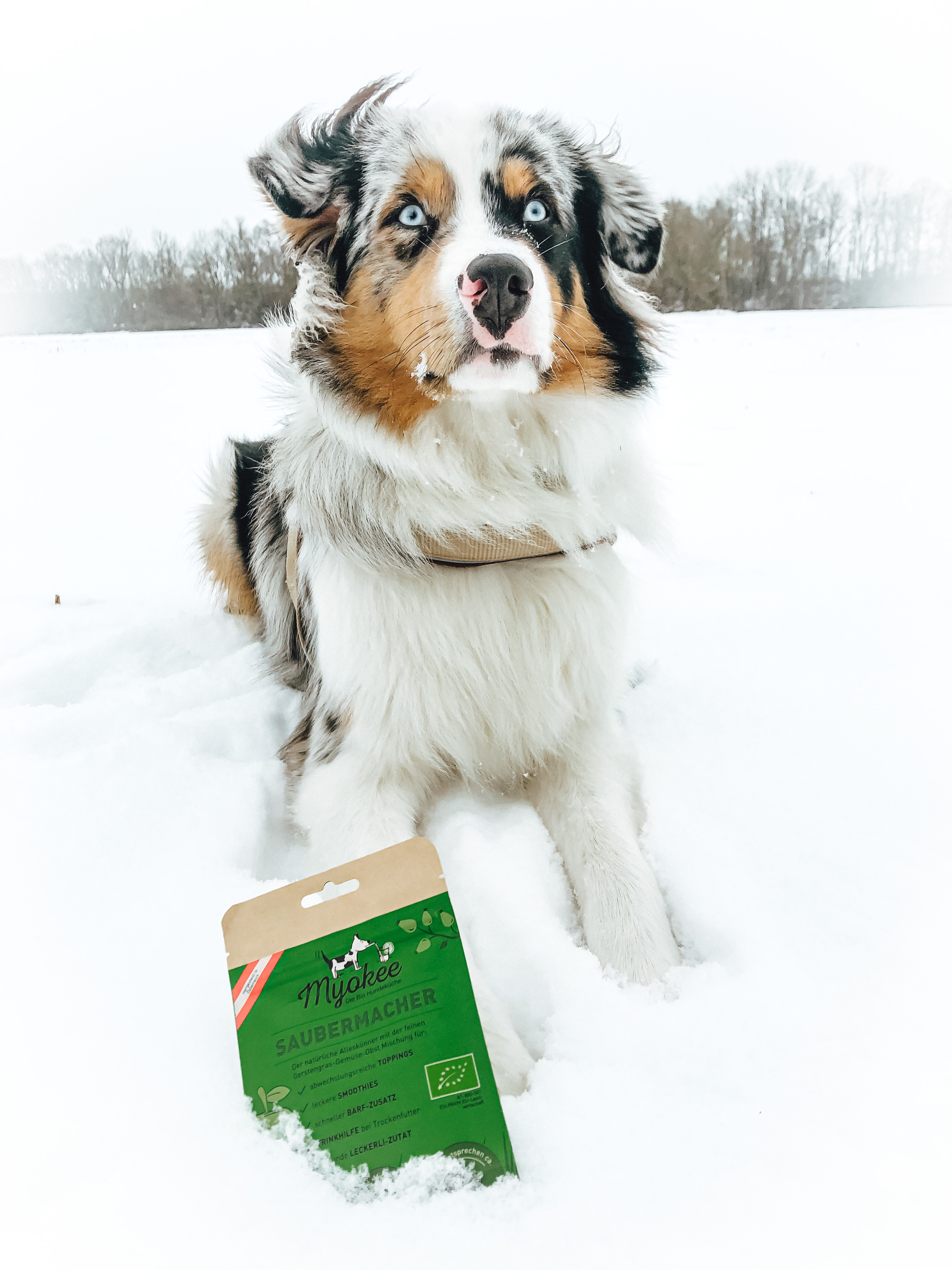 Händler - Obertrum am See - Superfood, Gemüse und Obst für Hunde in Pulver Fertigmischungen - MYOKEE - Die Bio Hundeküche