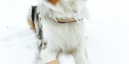 Händler - Salzburg-Stadt (Salzburg) - Superfood, Gemüse und Obst für Hunde in Pulver Fertigmischungen - MYOKEE - Die Bio Hundeküche