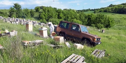Händler - Wildendürnbach - Bienenstand Salzberg - BIENENWABE ÖSTERREICH